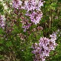 Syringa afghanica fleur